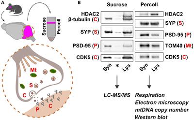 Progressive mitochondrial dysfunction in cerebellar synaptosomes of cystatin B-deficient mice